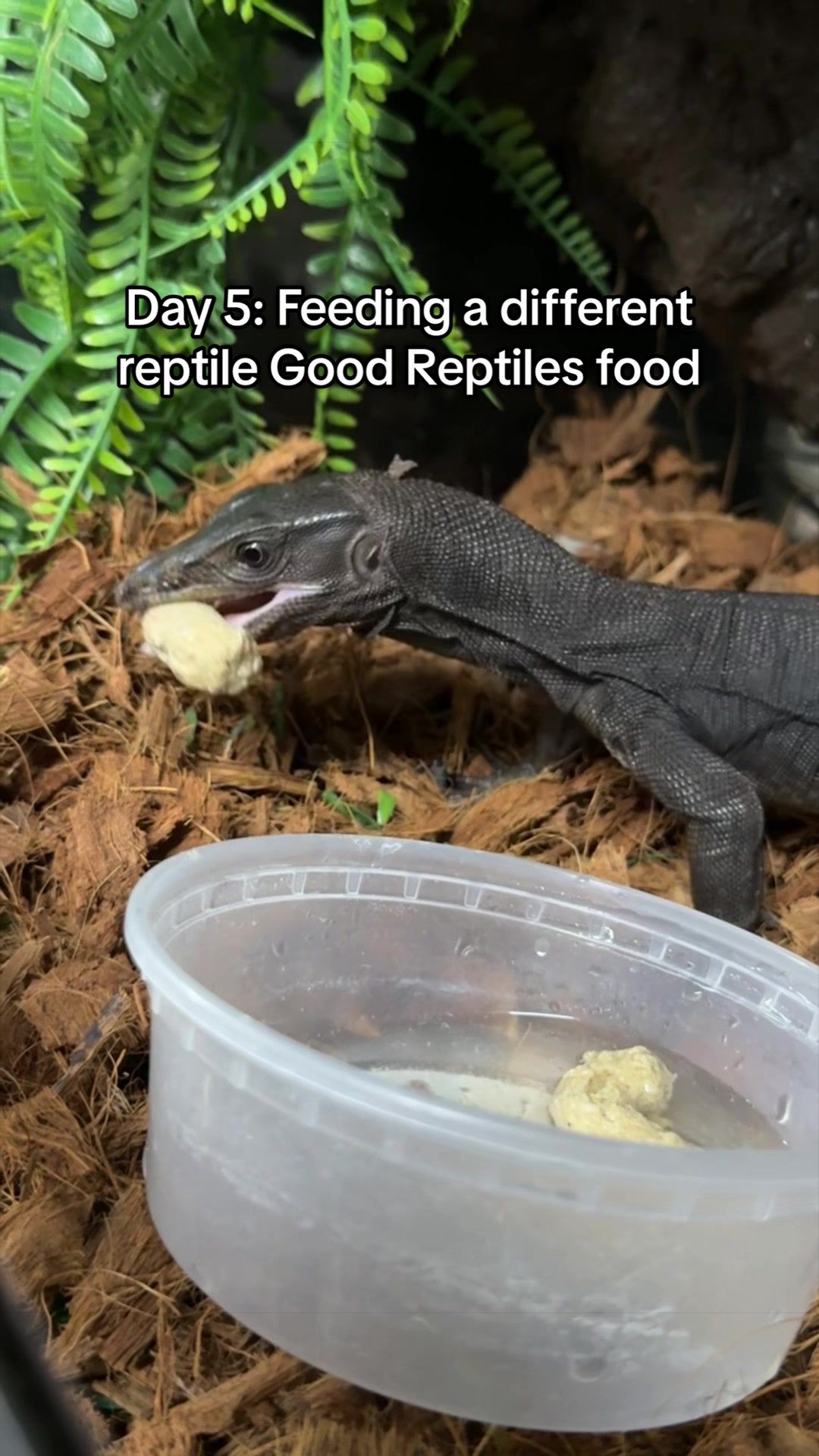 @Rhetts Exotic Pets