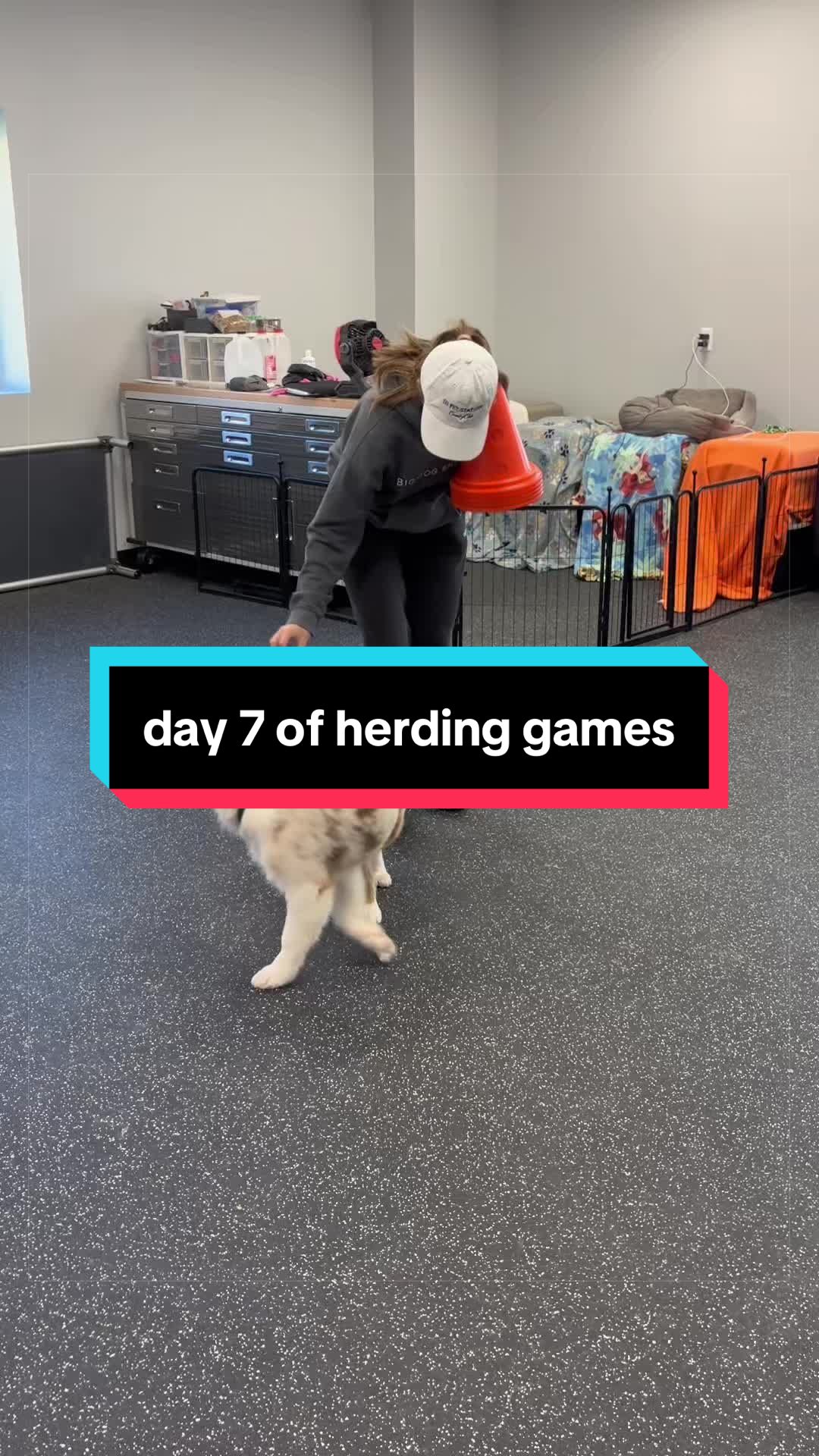 @Beck | Kentucky Dog Trainer