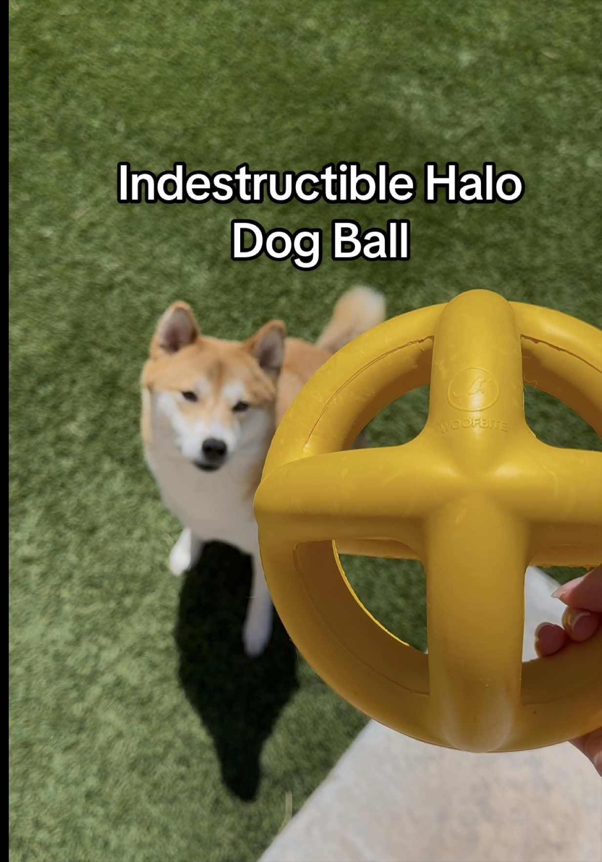 @Flock of Shibas 🐕🐕🐕