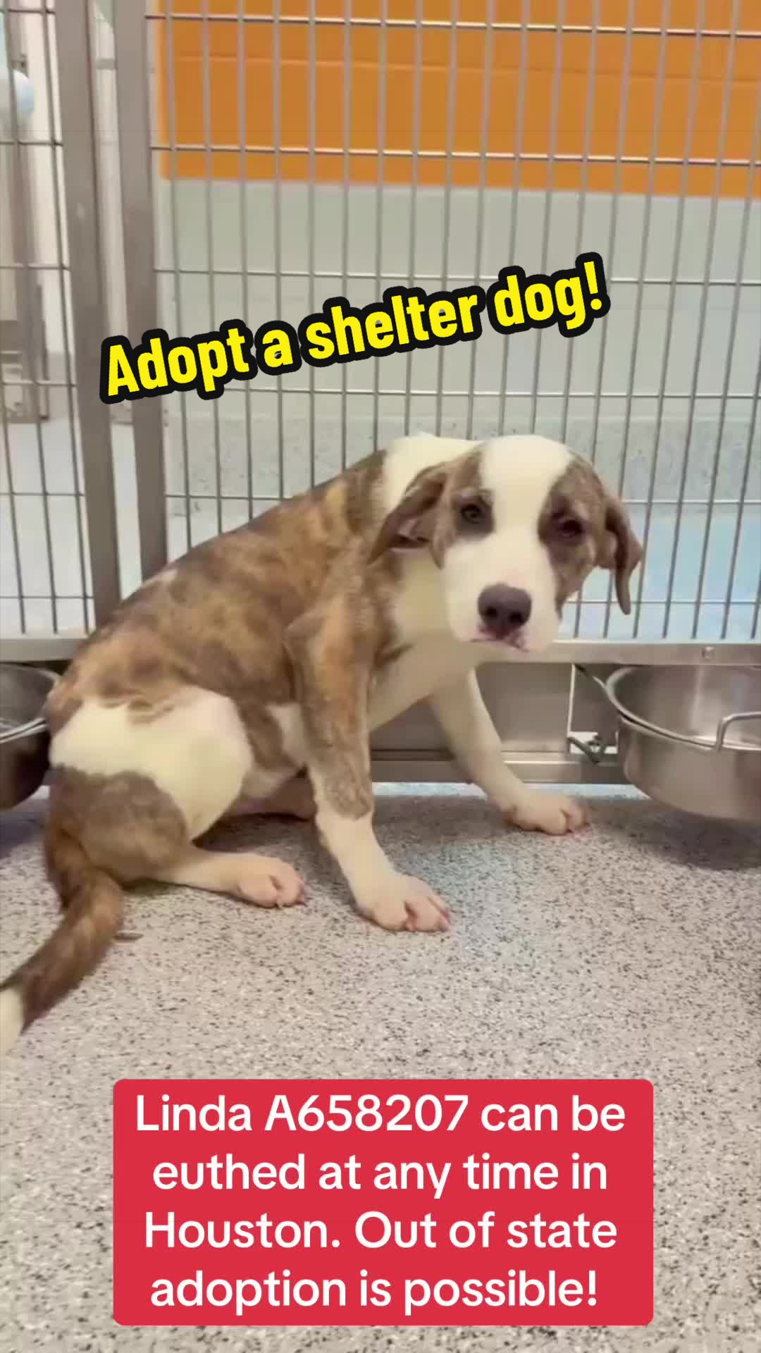 @Rescue Dog Army