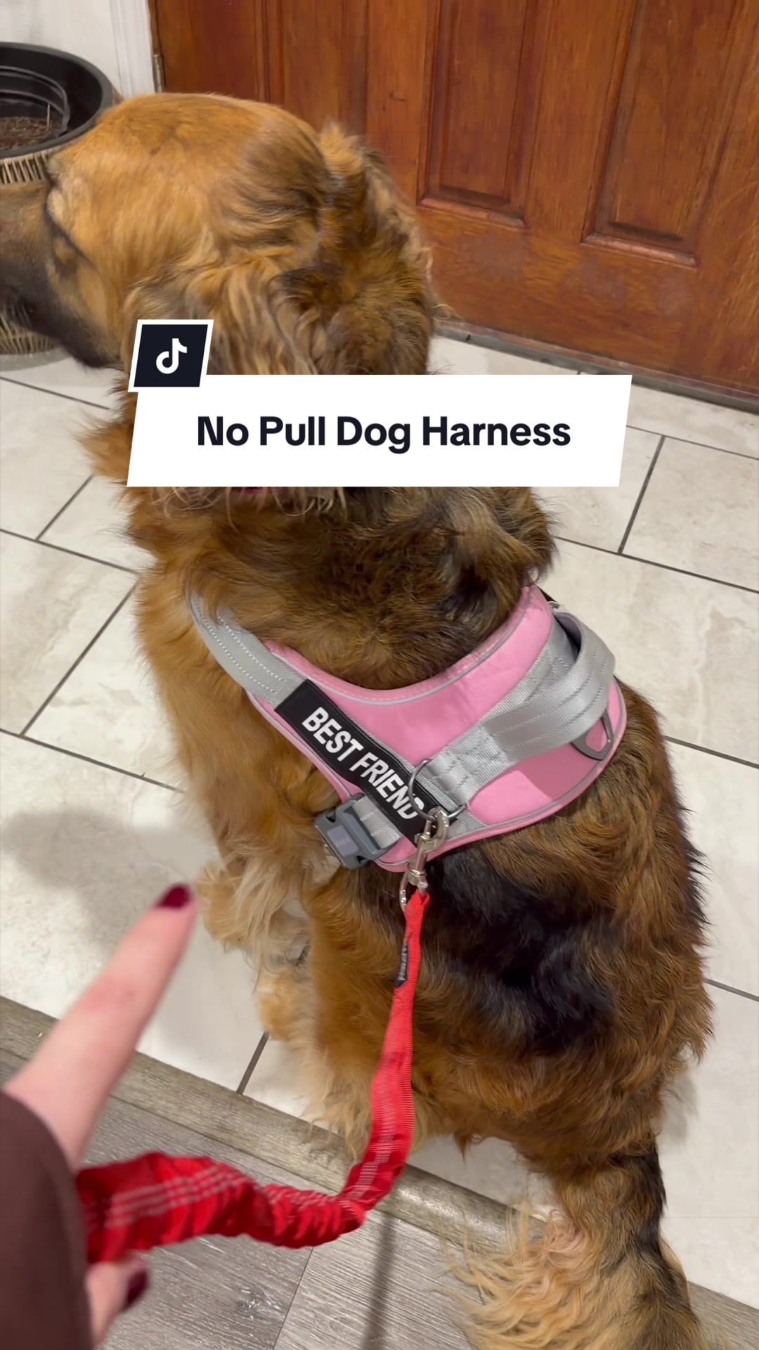 @lifewithgoldenshepherds