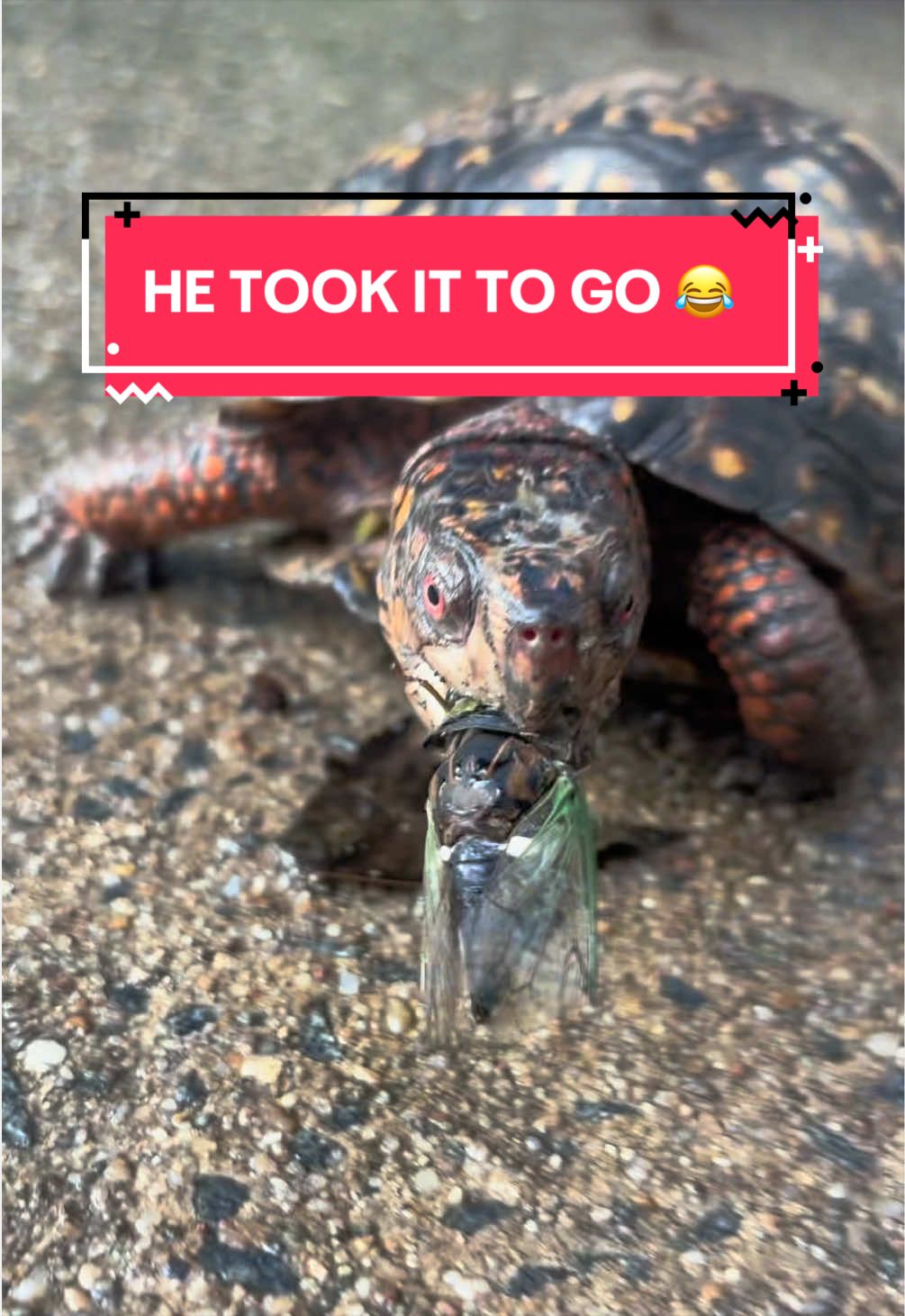 @Eastern Box Turtle
