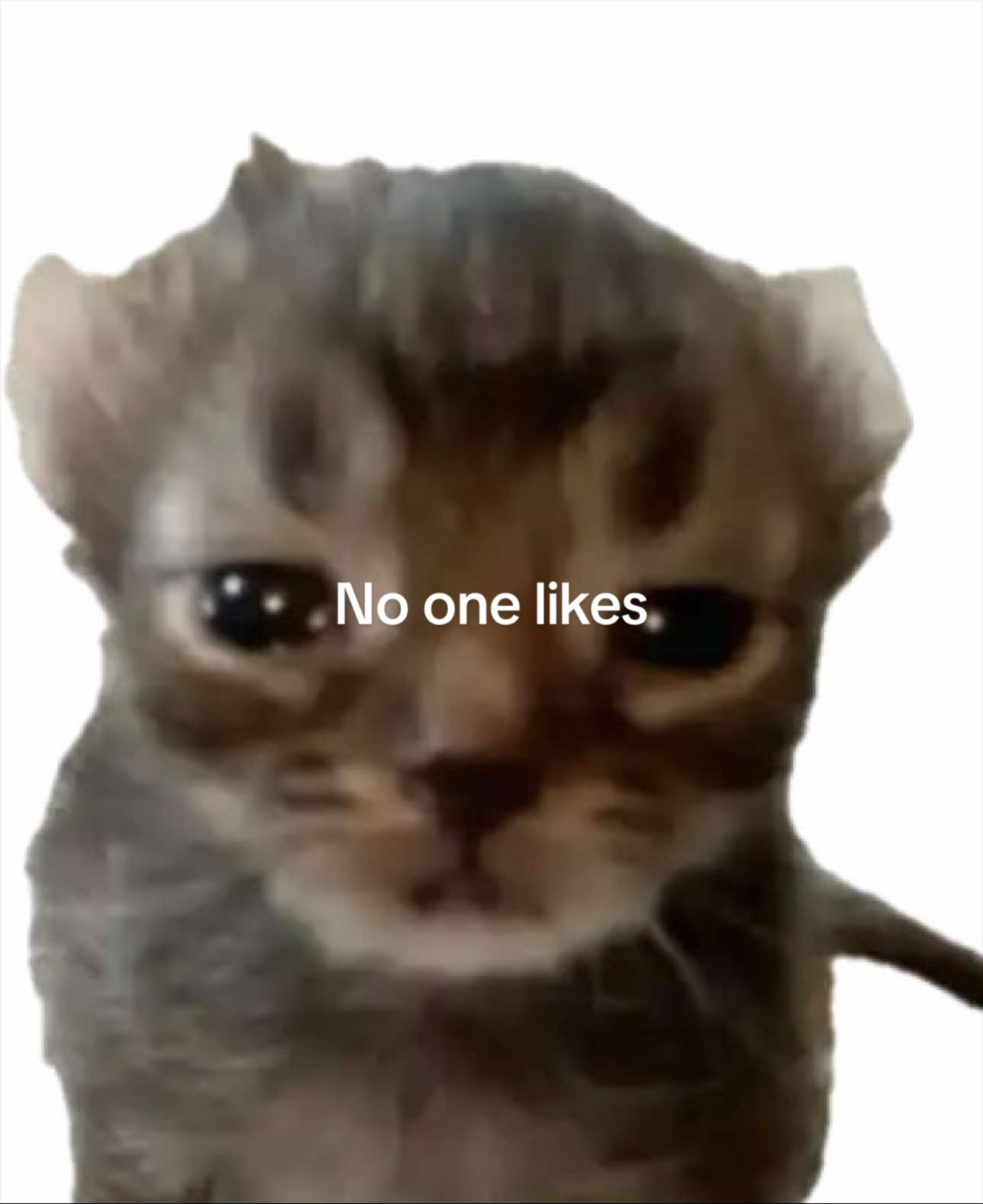 @Qorazon