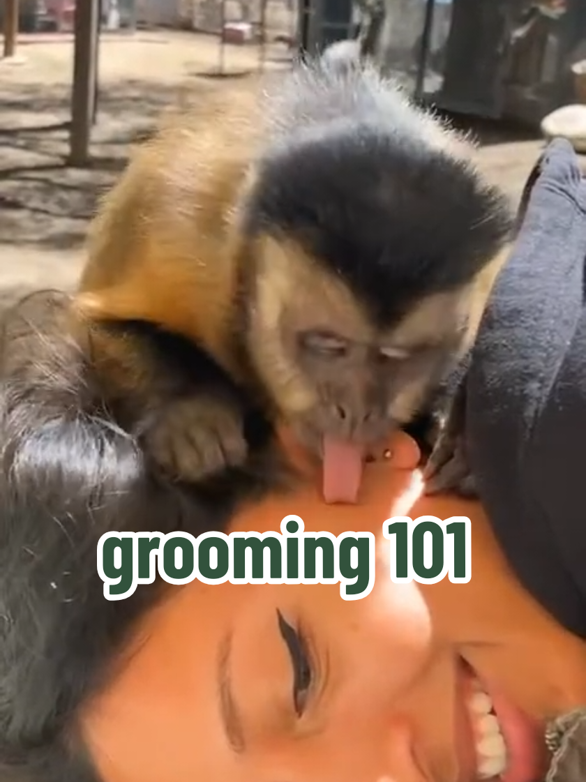 @AnimalTracksInc