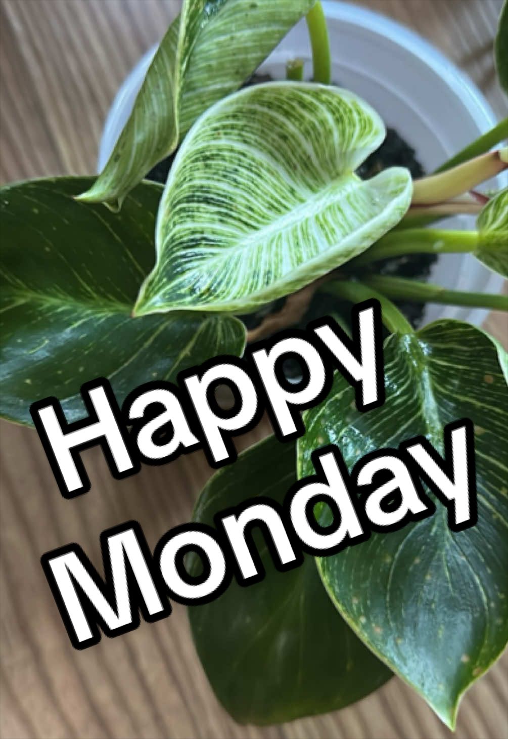 @PrettyGreenPlantThings