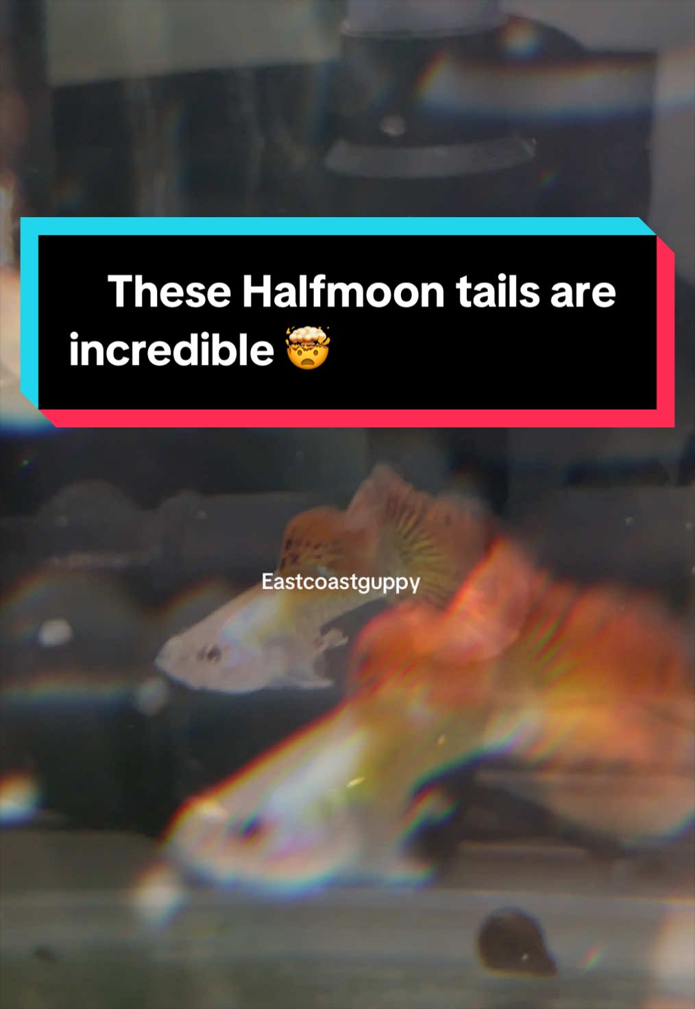 @eastcoastguppy