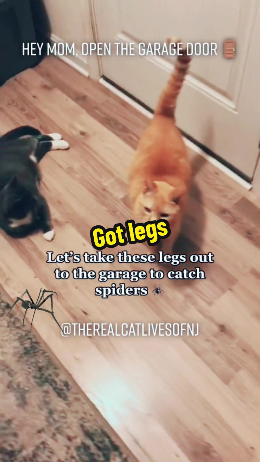 @🐾Therealcatlivesofnj 🐾