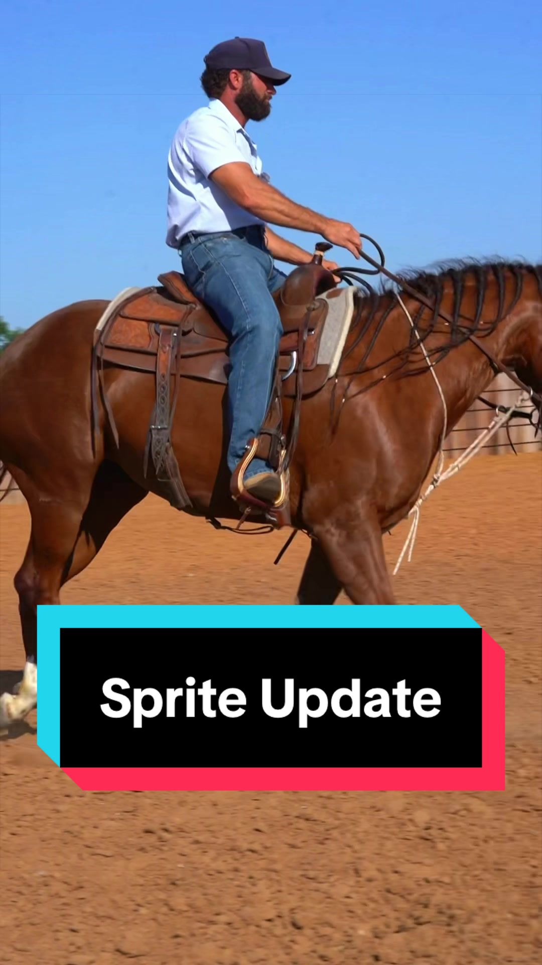 @WS Horses