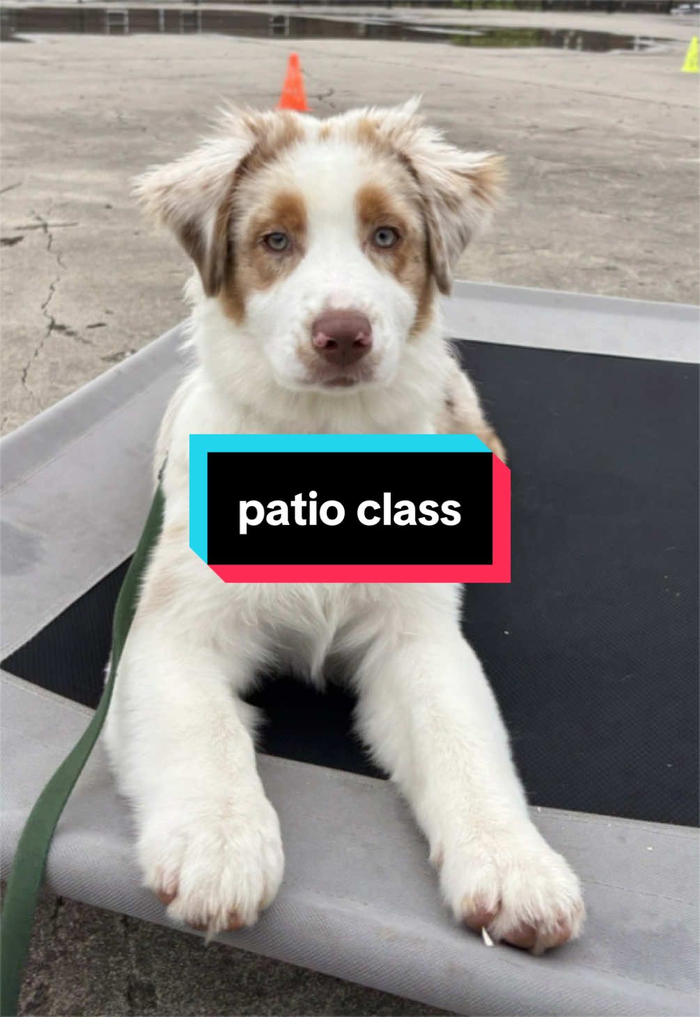 @Beck | Kentucky Dog Trainer
