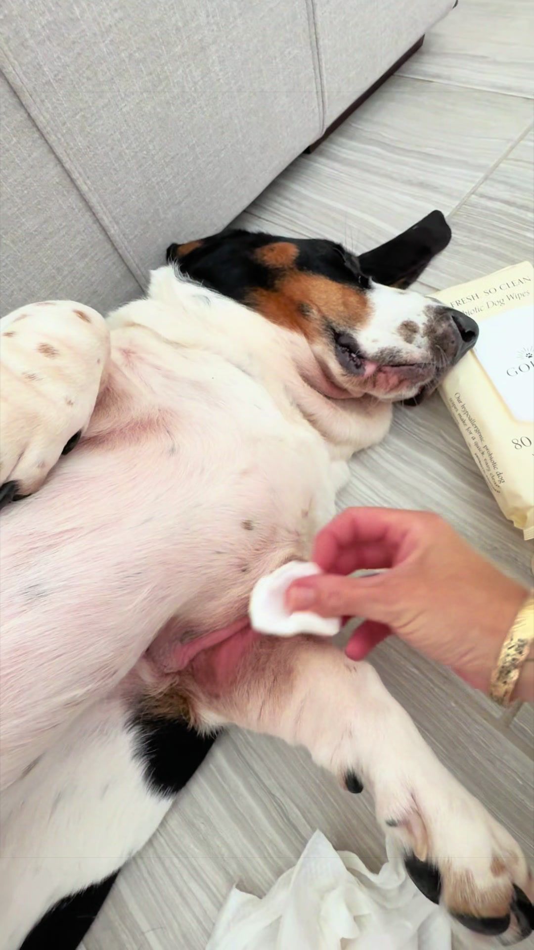 @🐾BillieBasset🐾