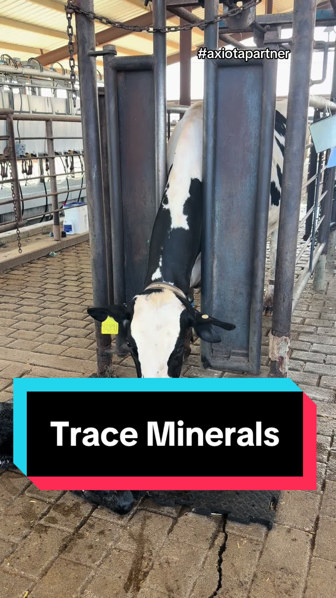 @Dairy Vet Dr. Michelle