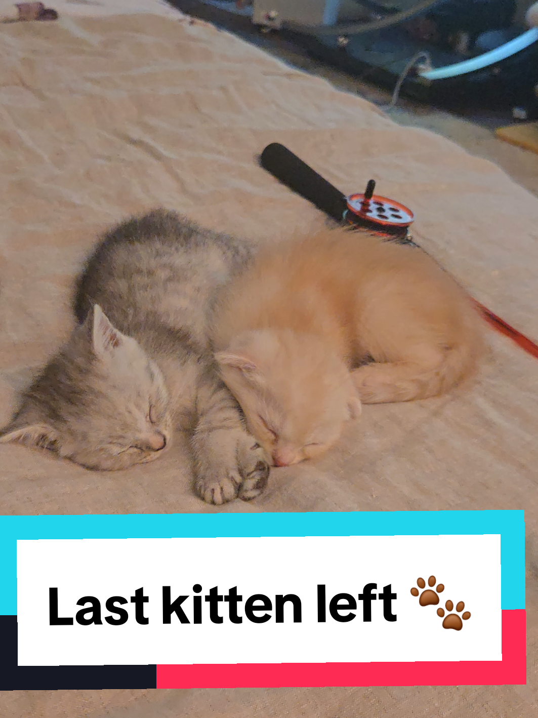 @Brittany Beauties Kittens