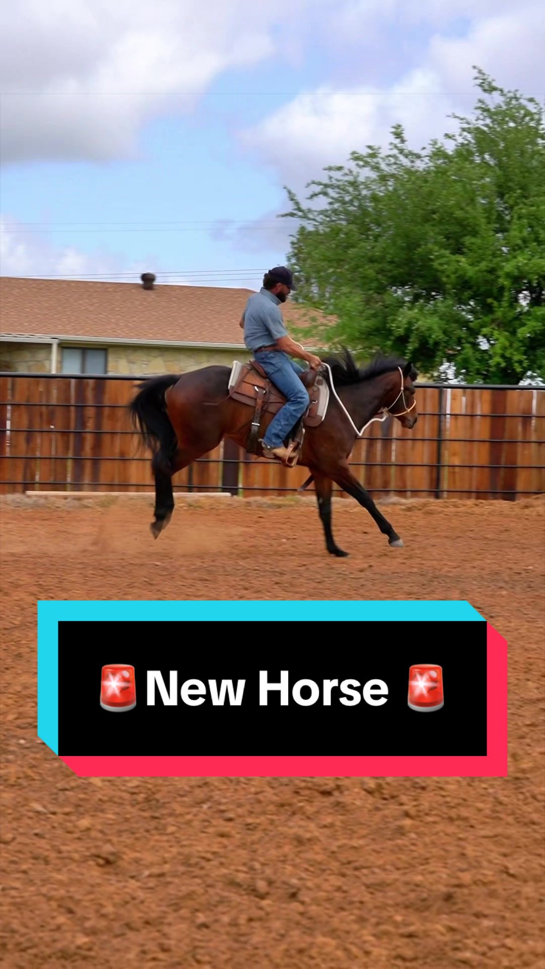 @WS Horses