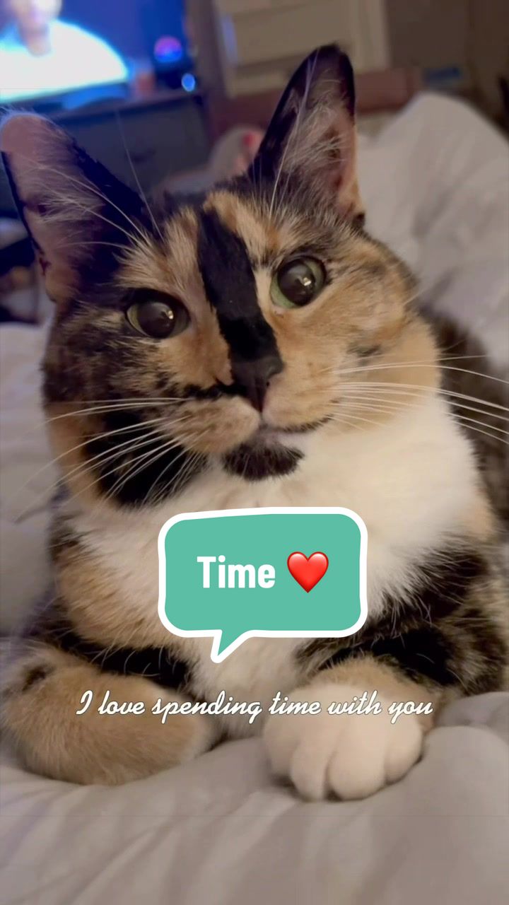 @SnickersTheSmilingCat