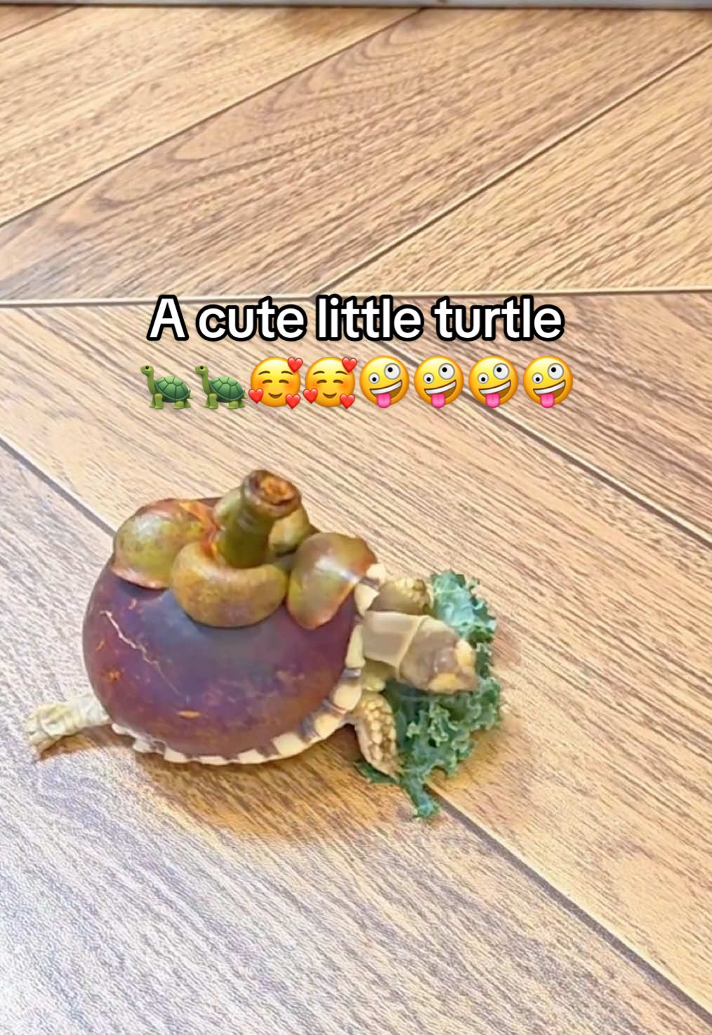@Mr. Turtle