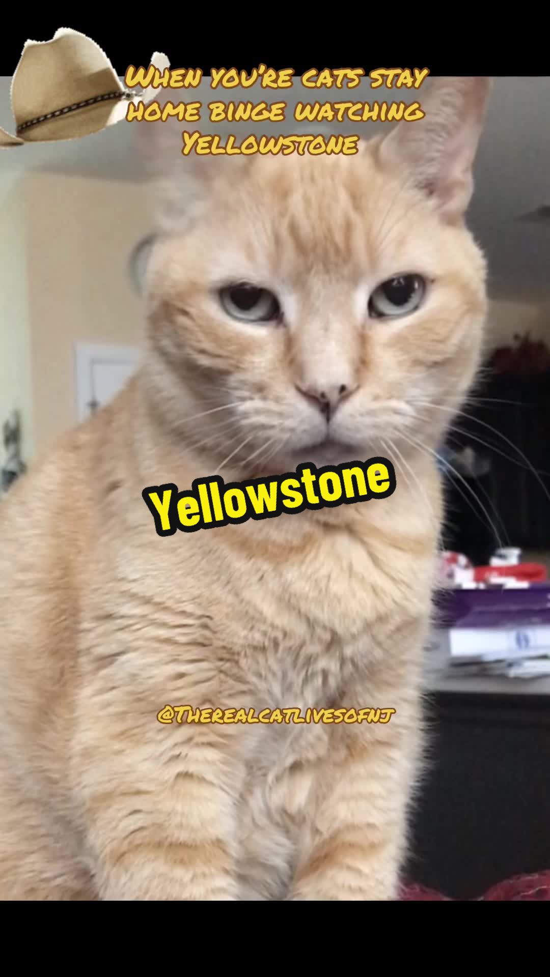 @🐾Therealcatlivesofnj 🐾