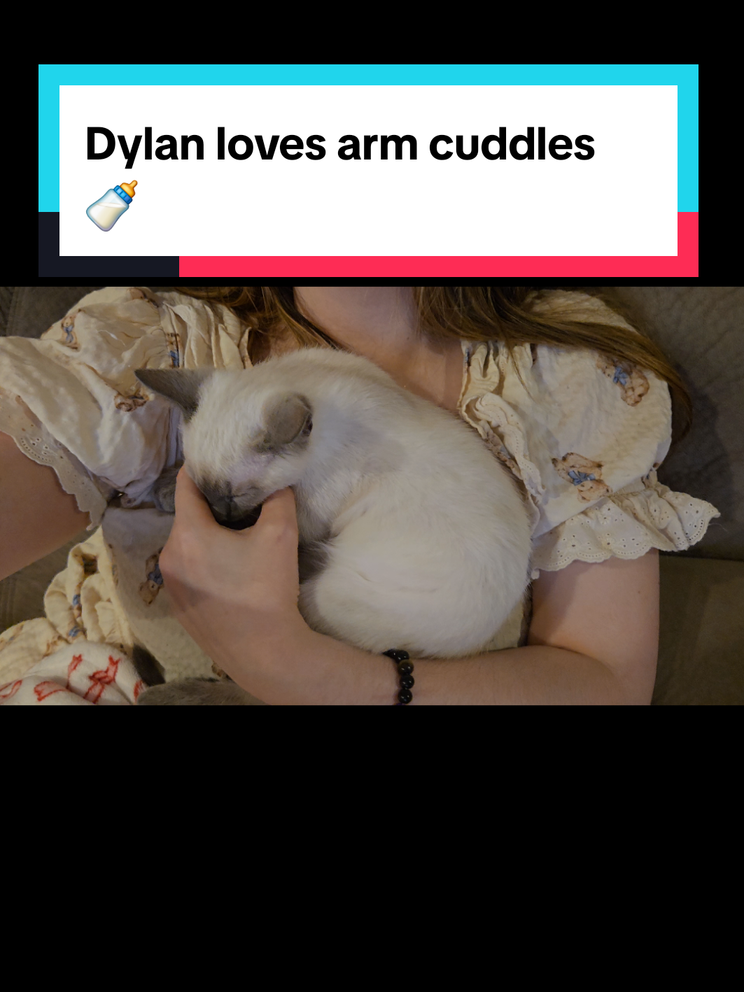 @Brittany's Beauties Kittens
