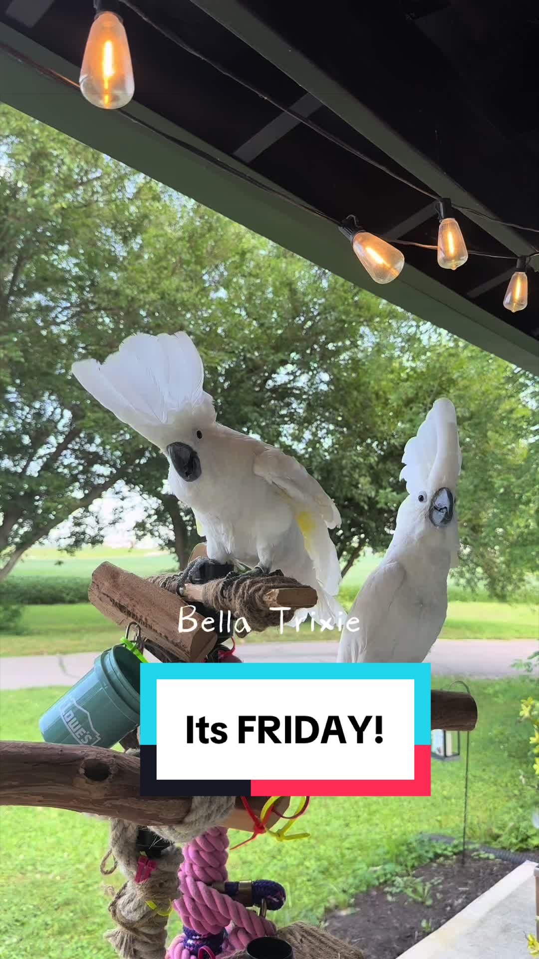 @bella_trixie_party