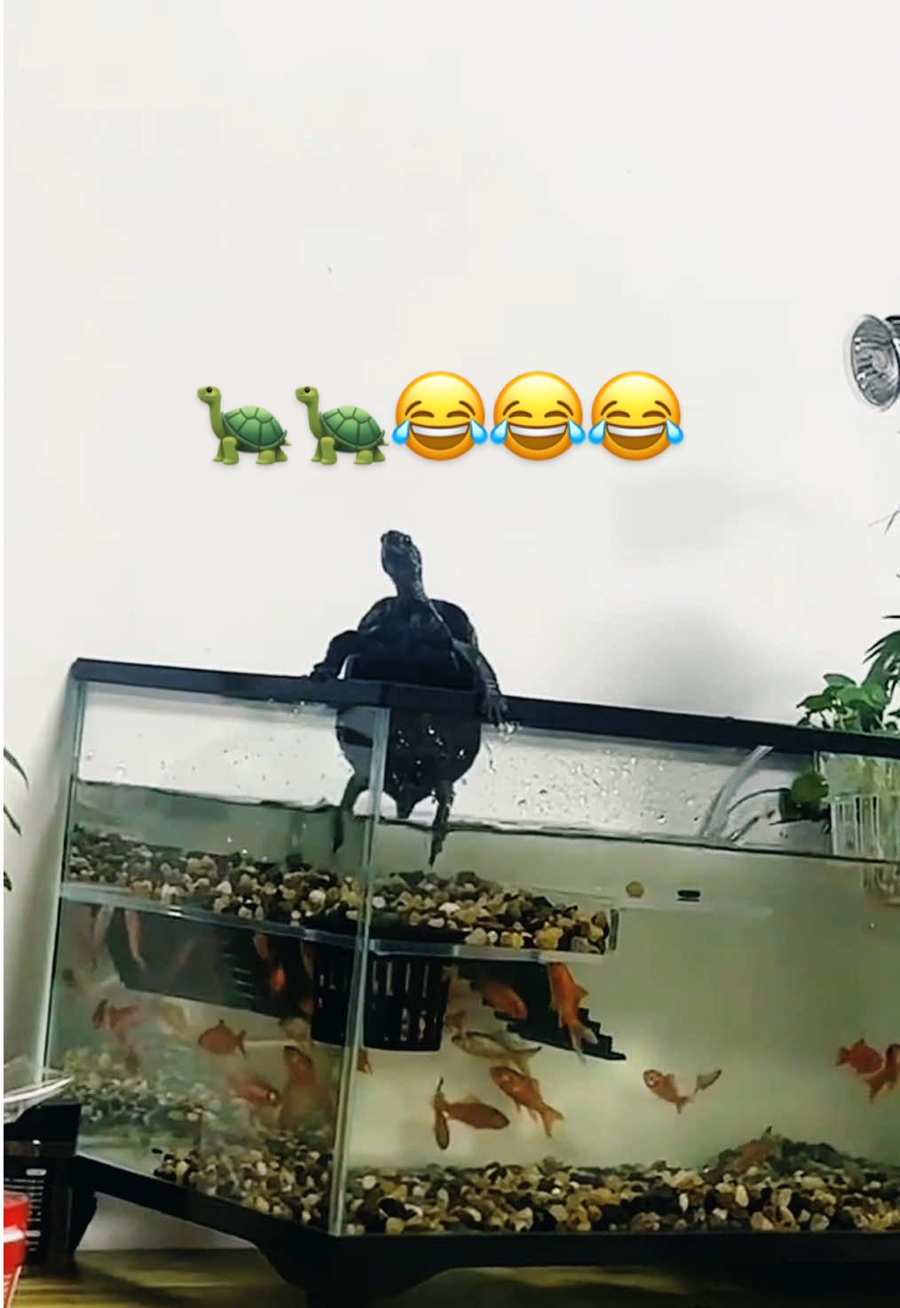 @Mr. Turtle