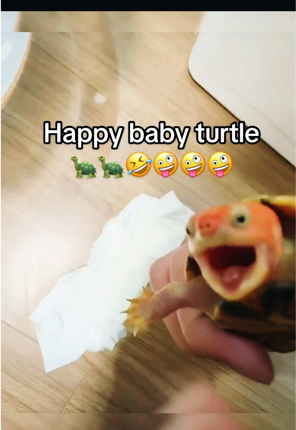 @Mr. Turtle