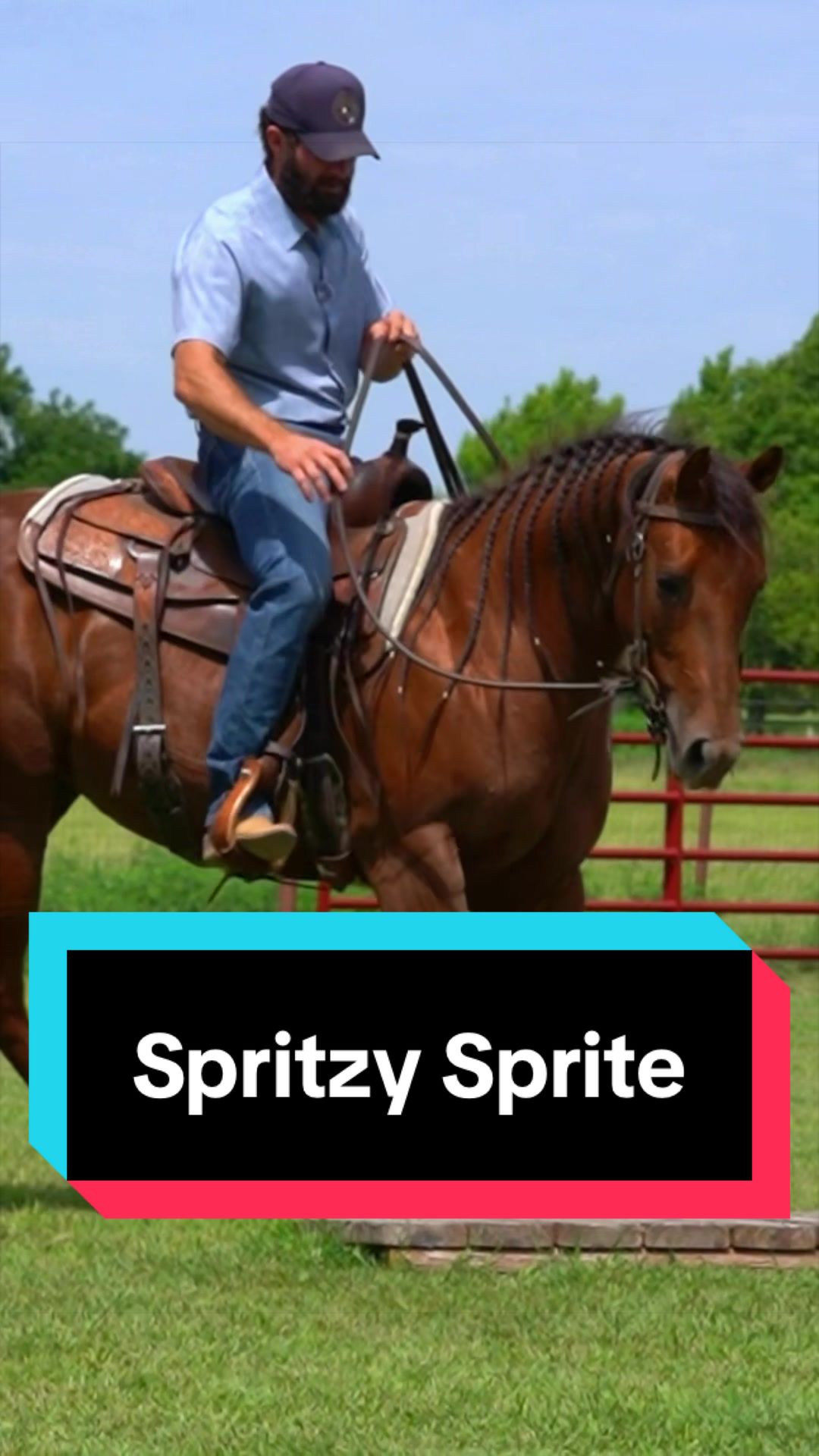 @WS Horses