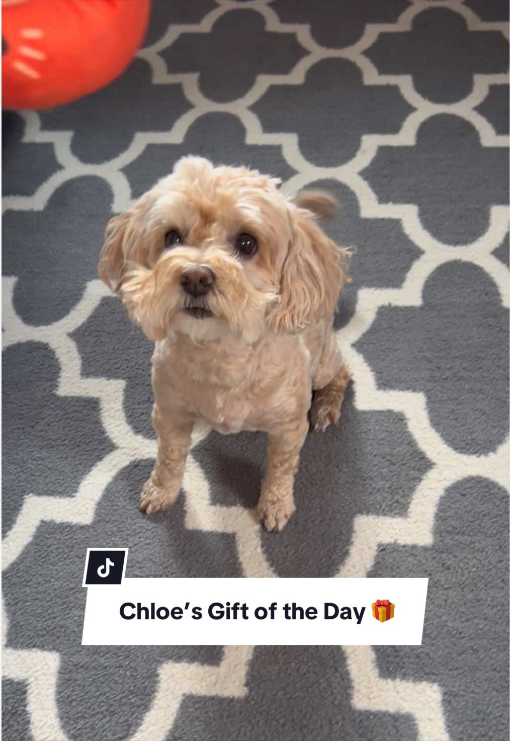 @ChloeCaboodleDoodle