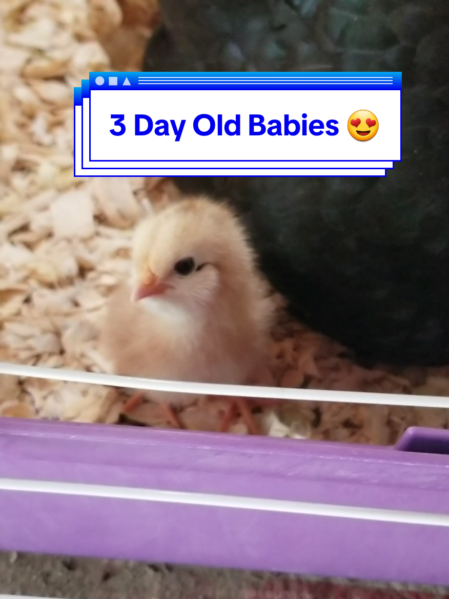 @CityChickenFarm