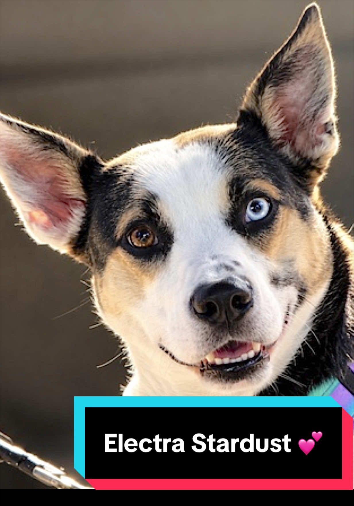 @Joyful Pets