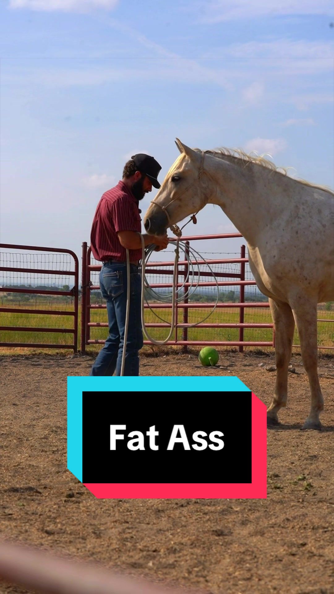 @WS Horses