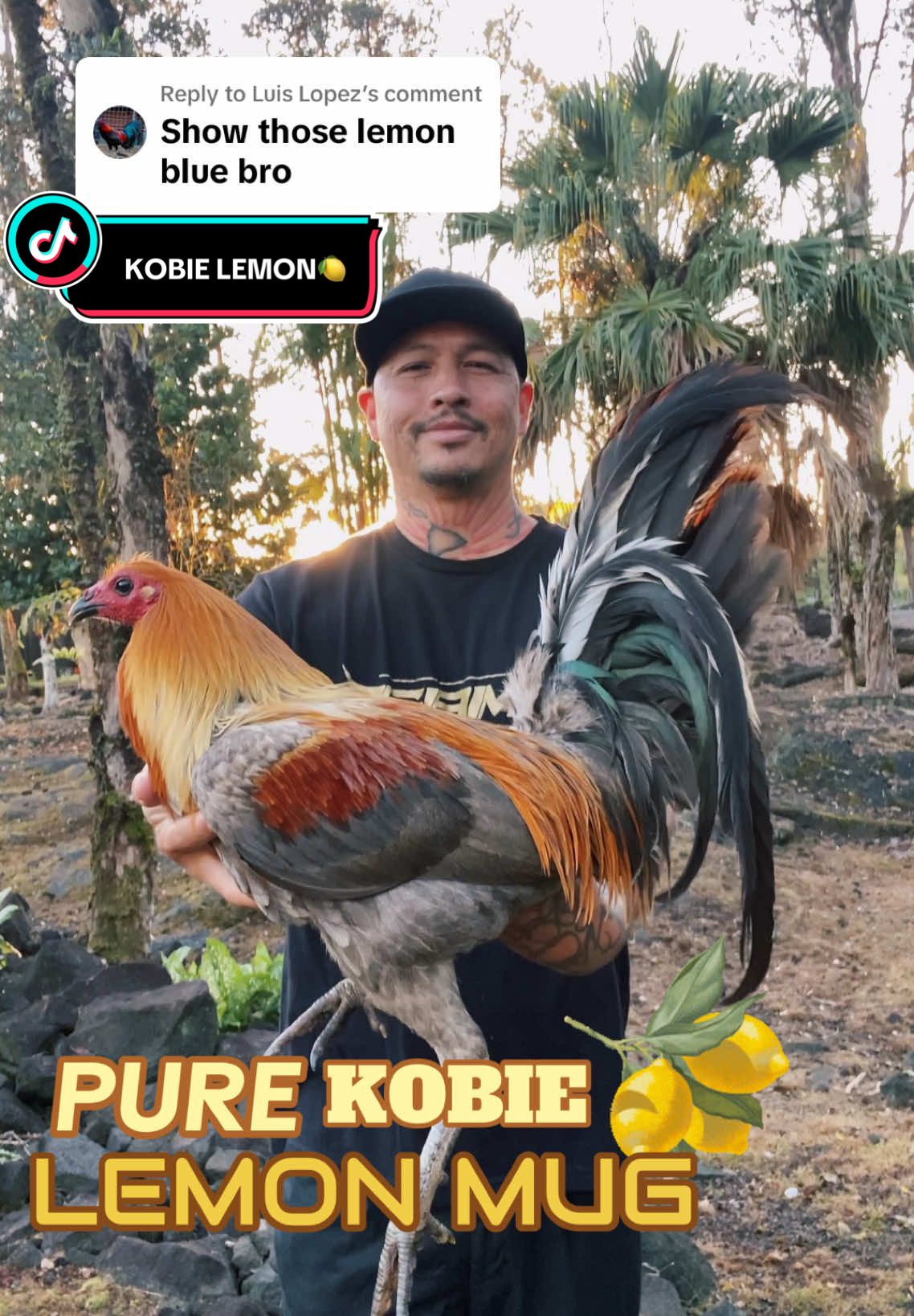 @Birds of Paradise Gamefarm