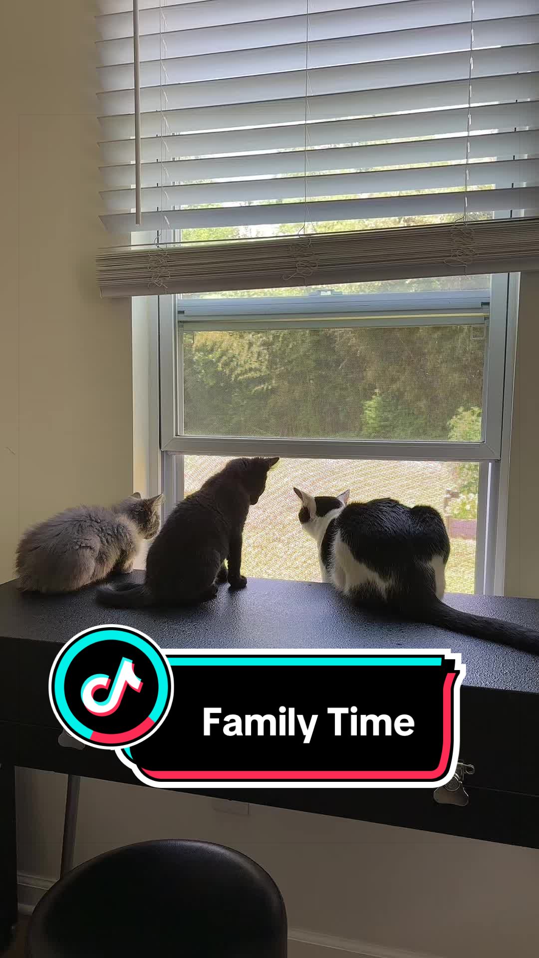 @Christina | Cat Rescue 🐾
