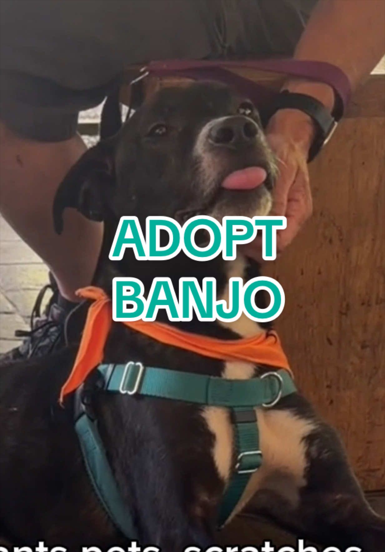 @Adopt a Pet