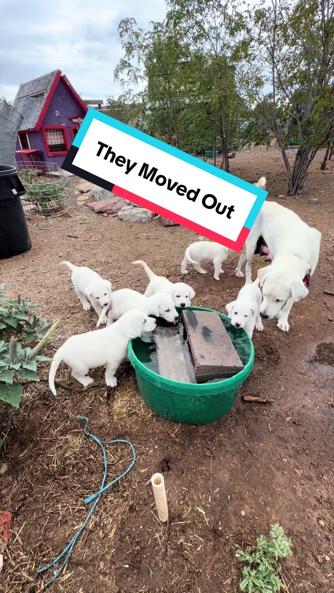 @cowboymax