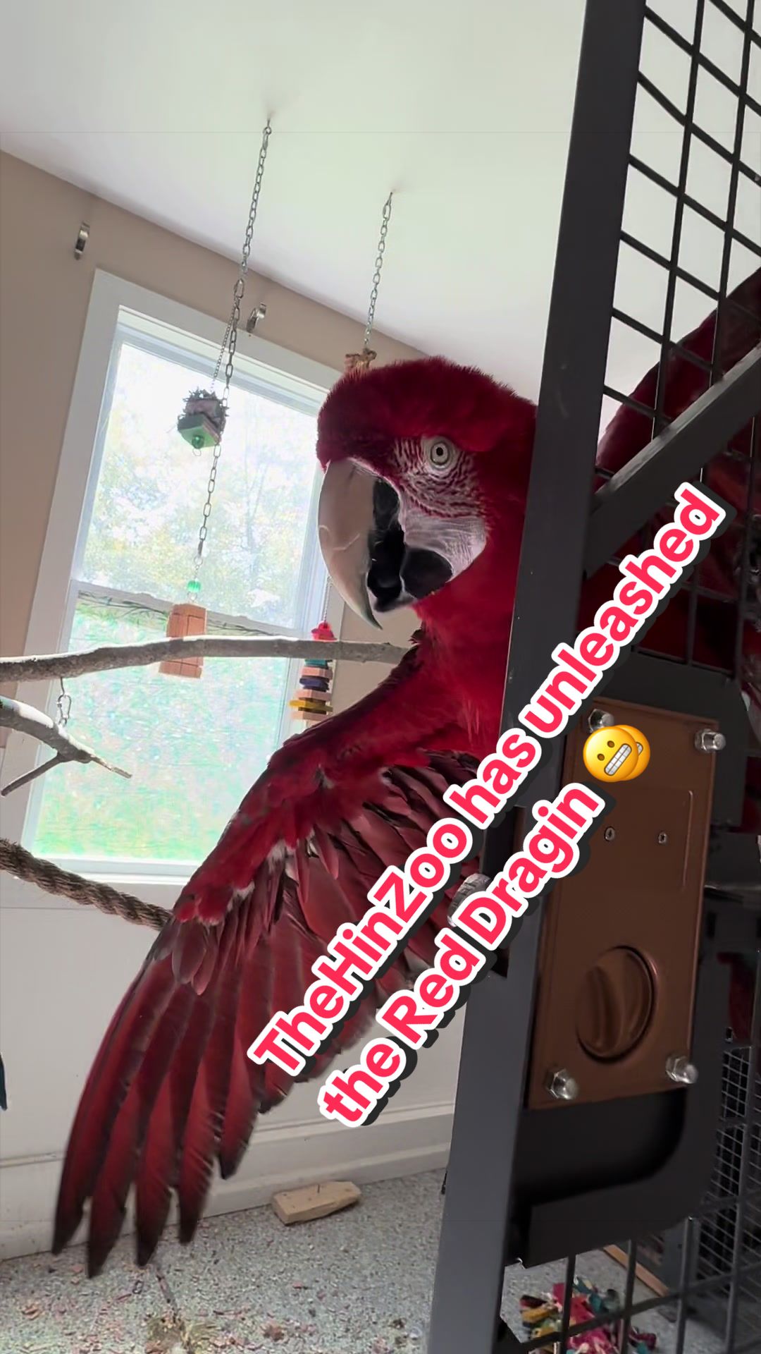 @thehinzoo