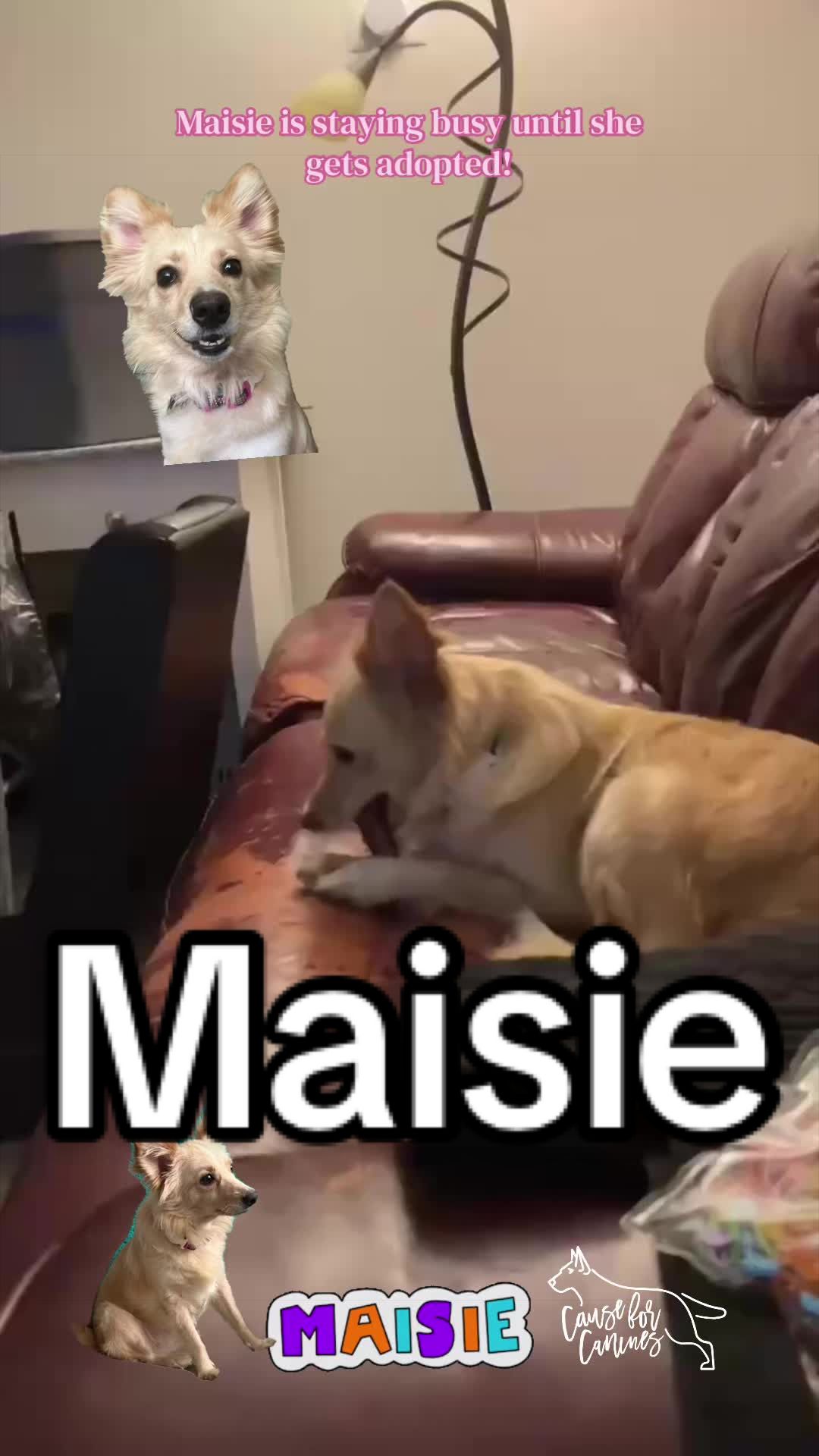 @causeforcaninesrescue