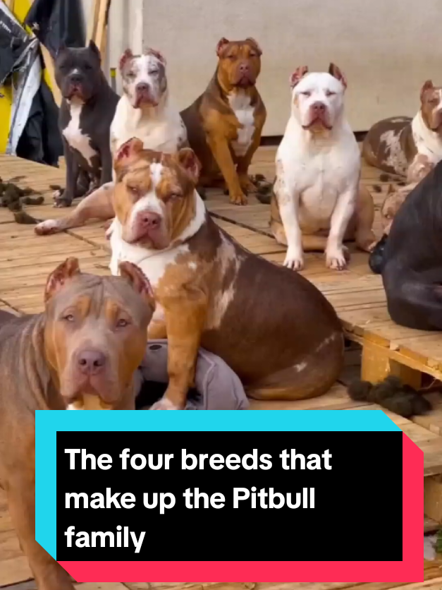 @The pet post