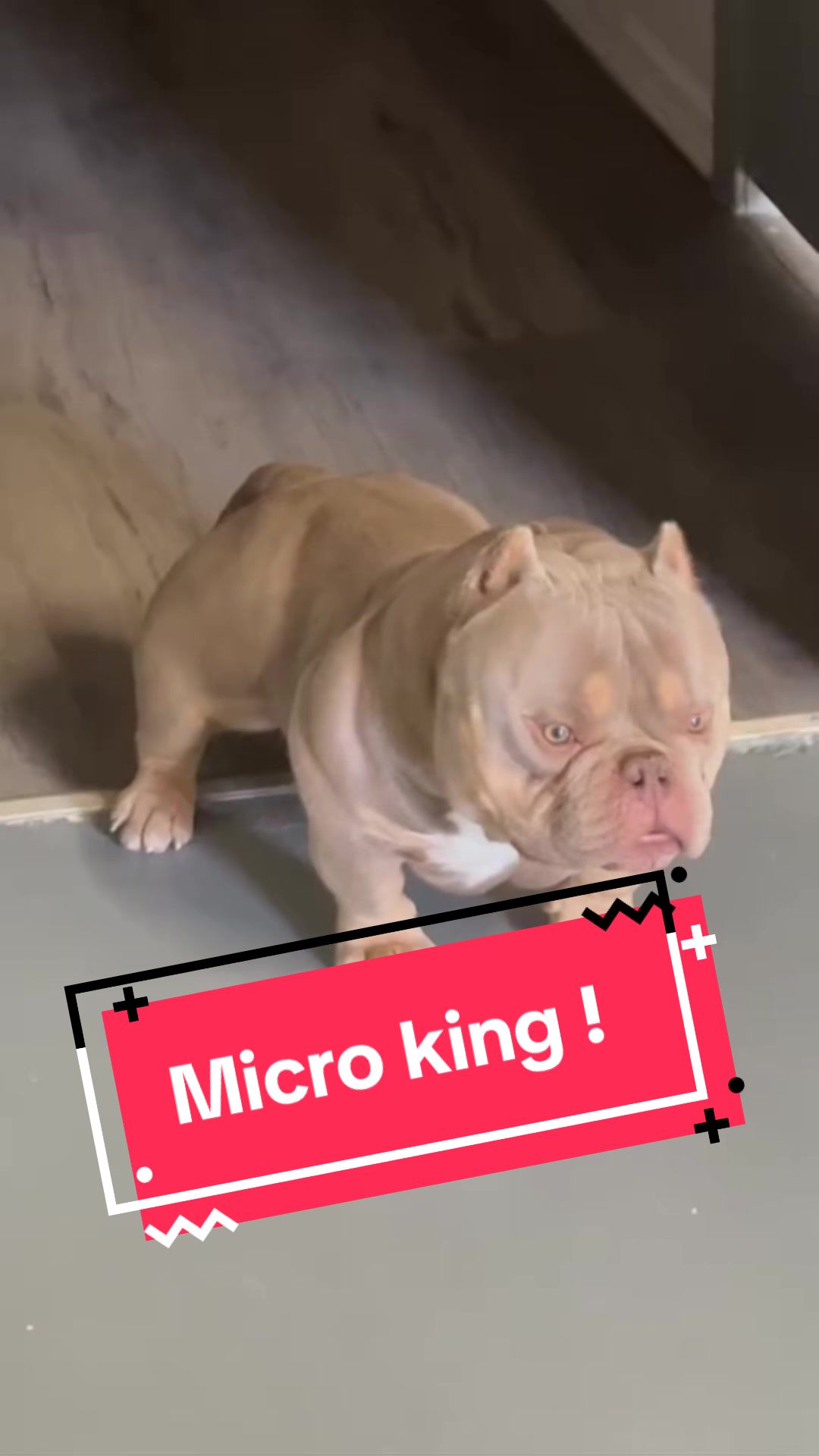 @Official_BullyWebTV