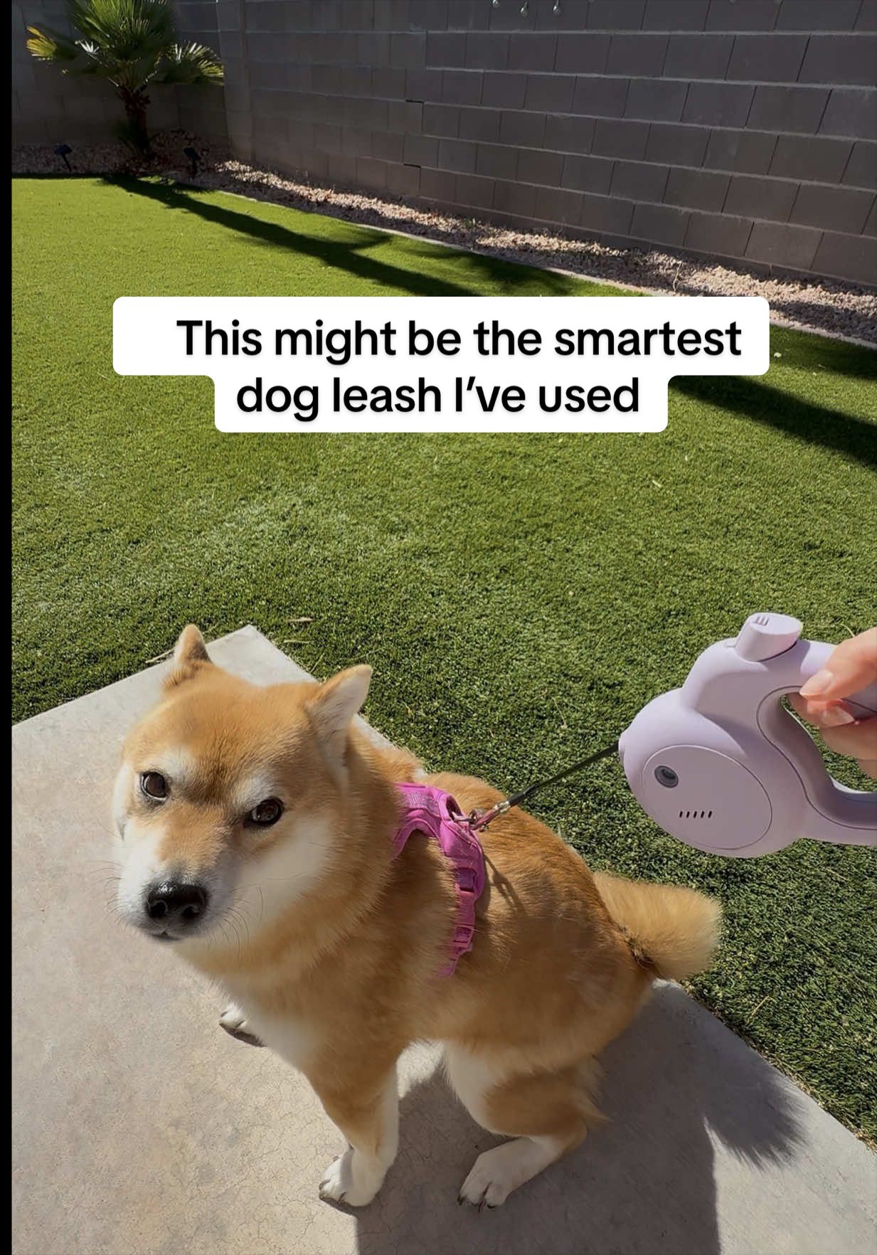 @Flock of Shibas 🐕🐕🐕