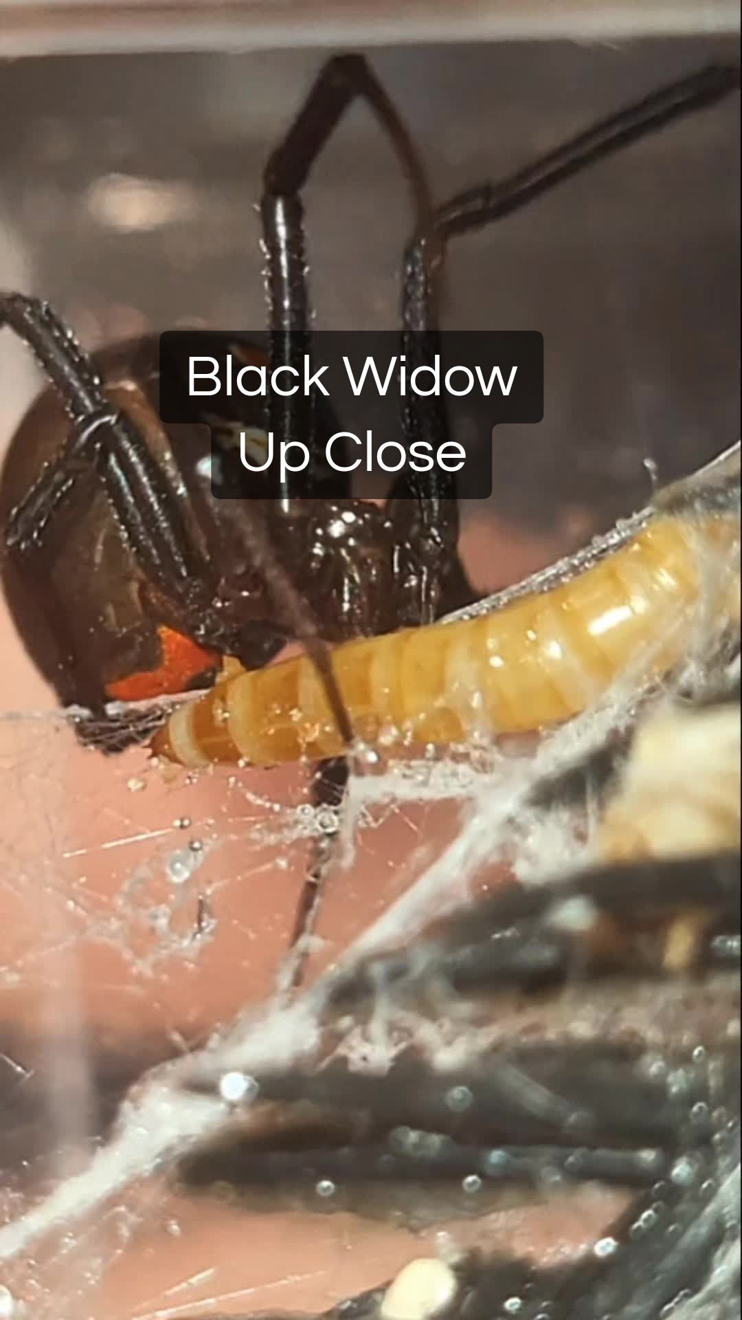 @Ambasspooders