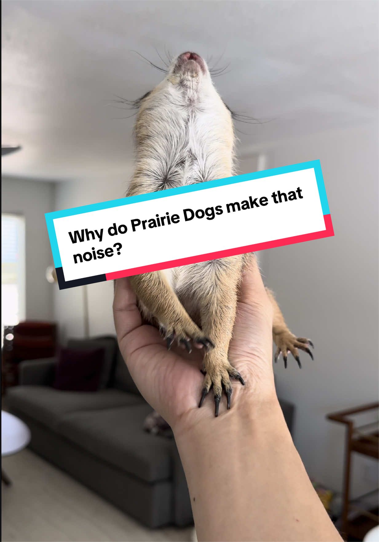 @Poppy the Prairie Dog