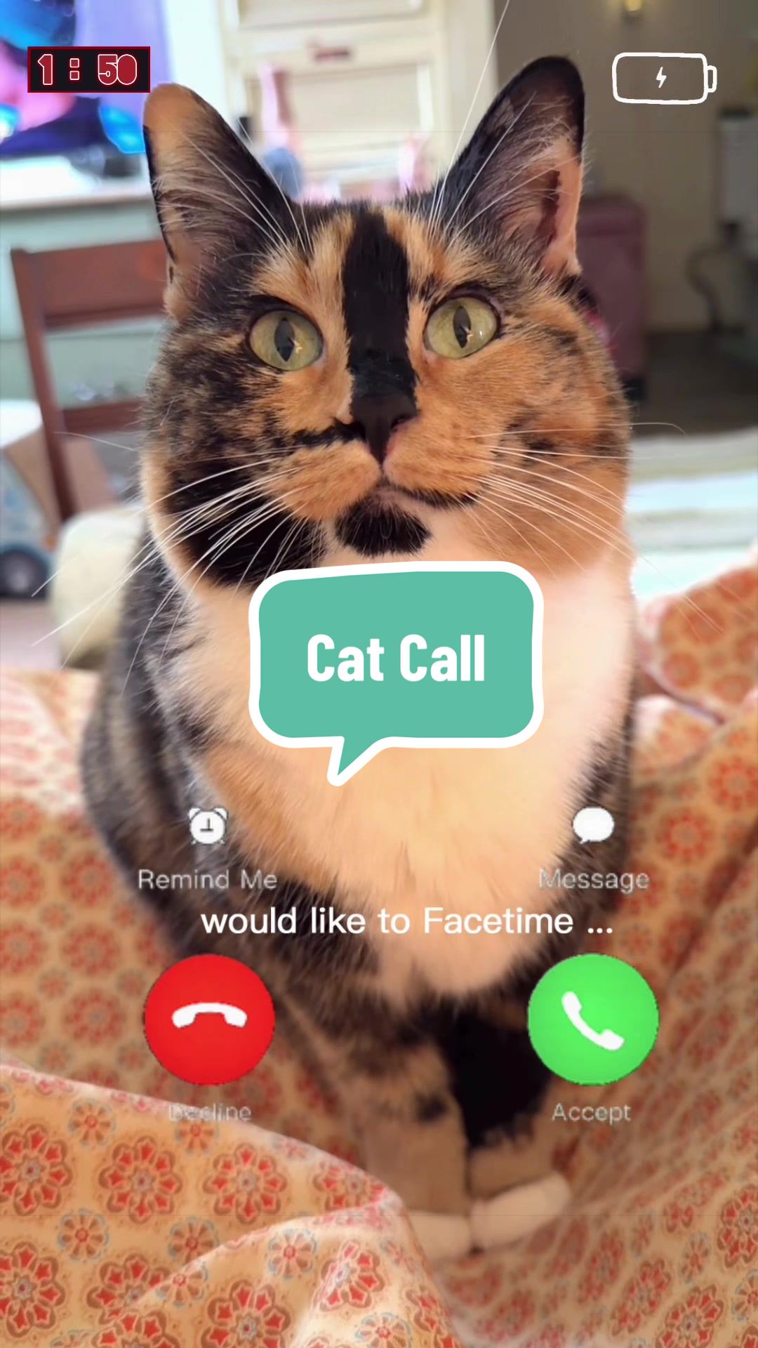@SnickersTheSmilingCat