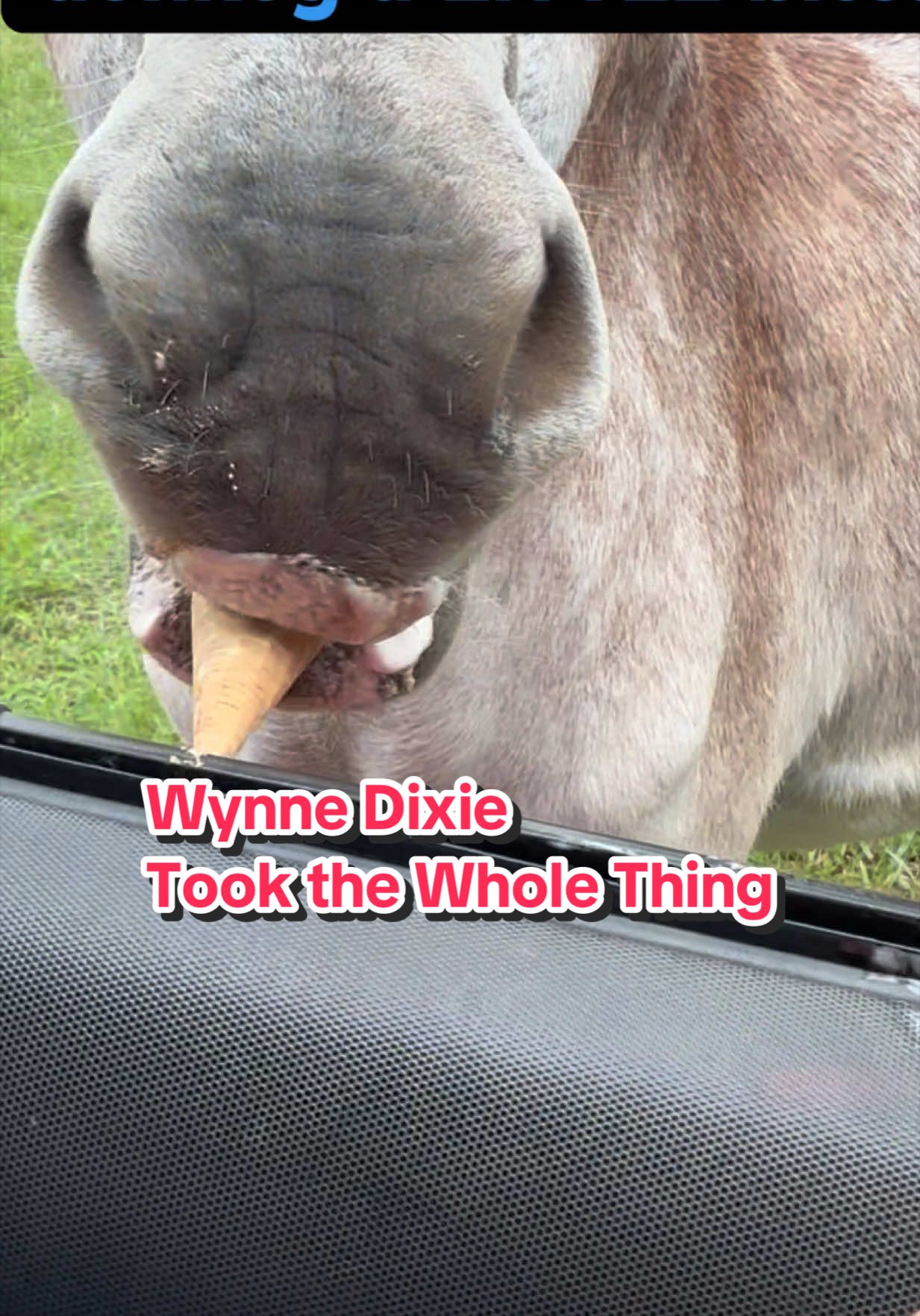 @Piney Bend Cattle