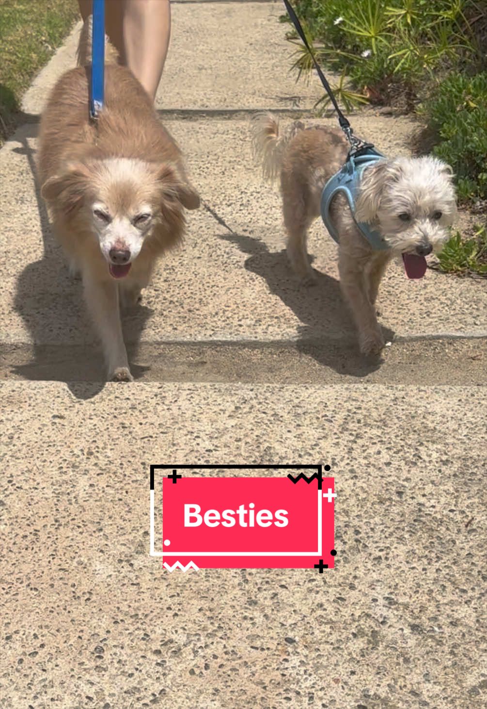 @He Was A PoodleBoi