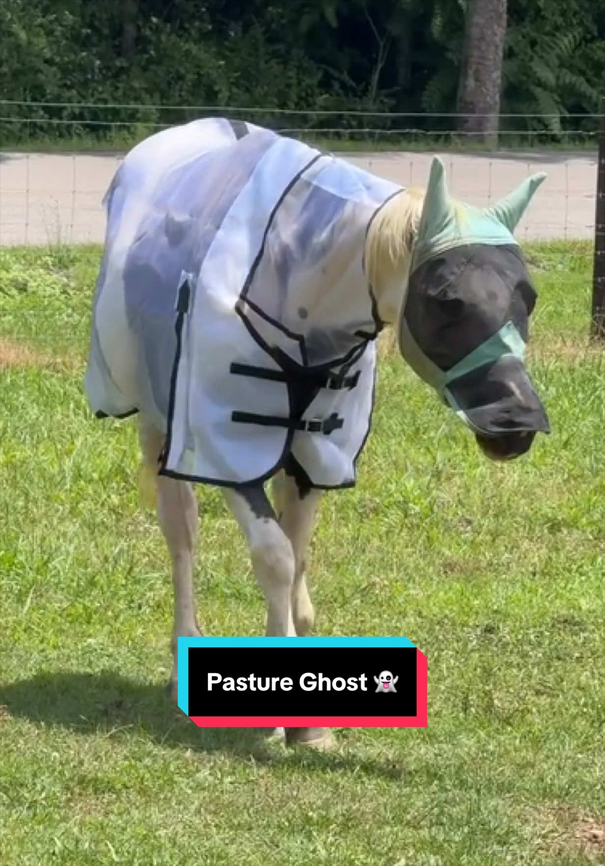 @ThePaintedAcresRanch