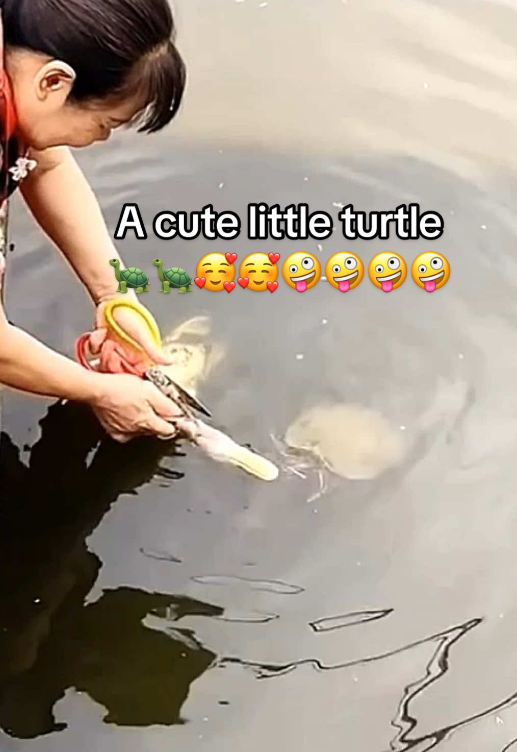 @Mr. Turtle