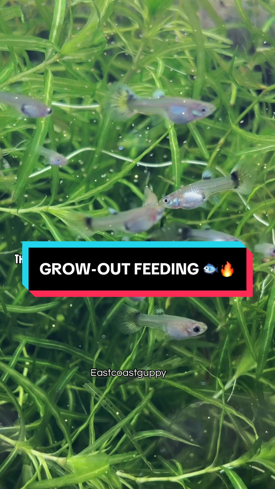 @eastcoastguppy