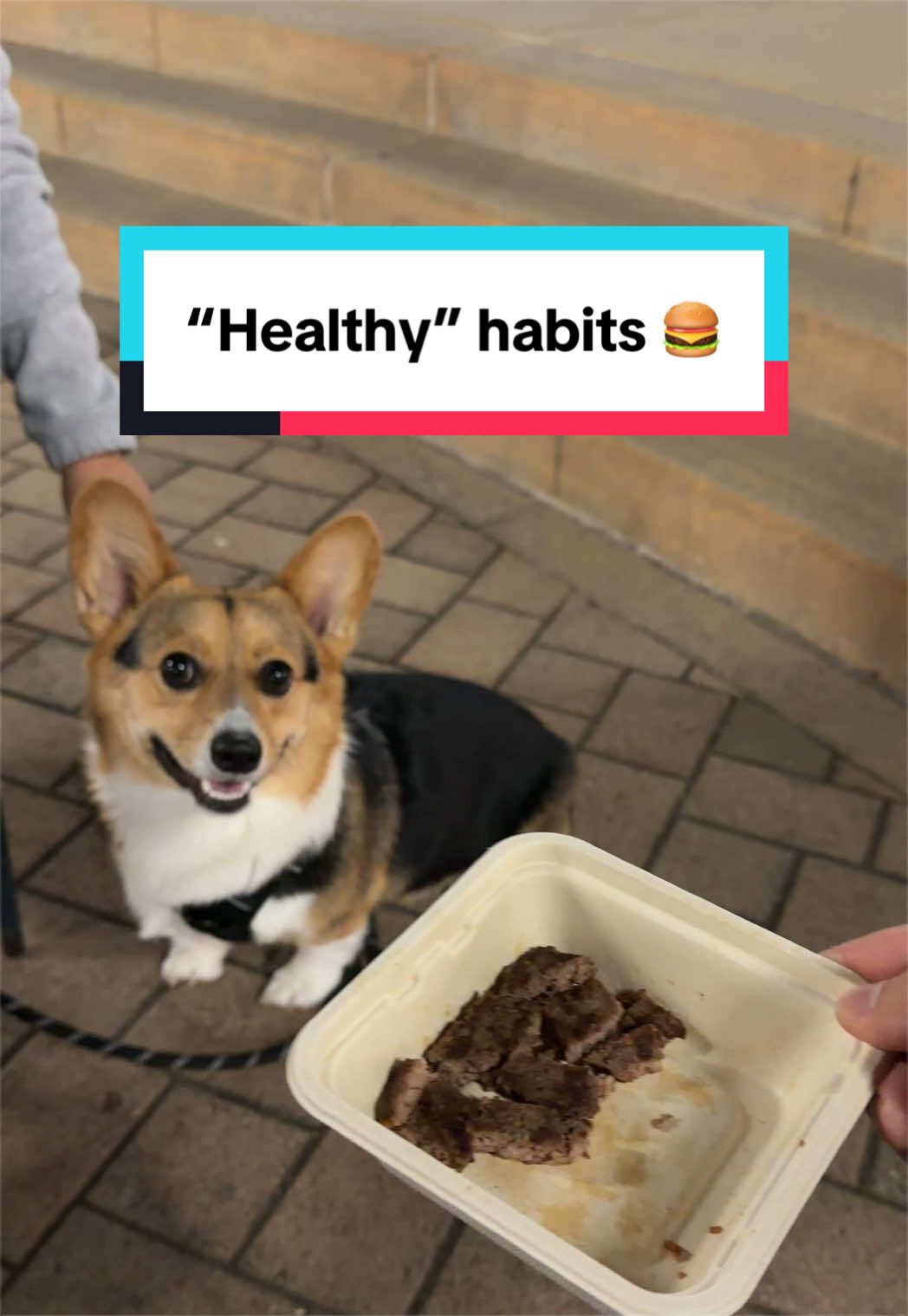 @hasbithecorgi