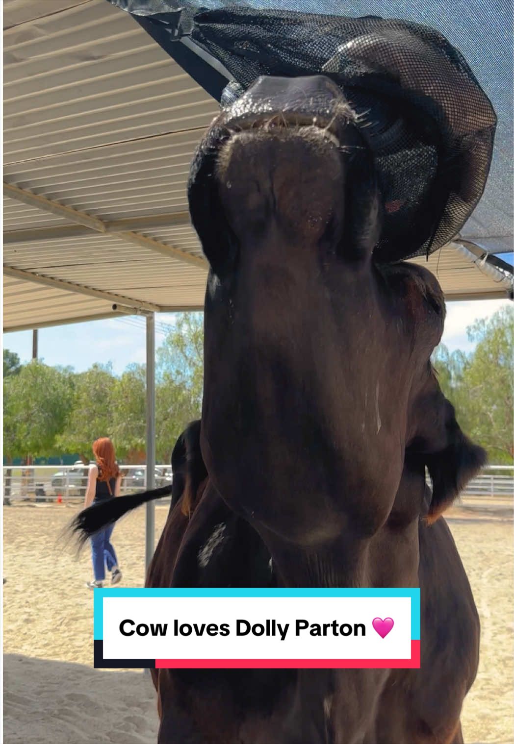 @The Gentle Barn | Sanctuary