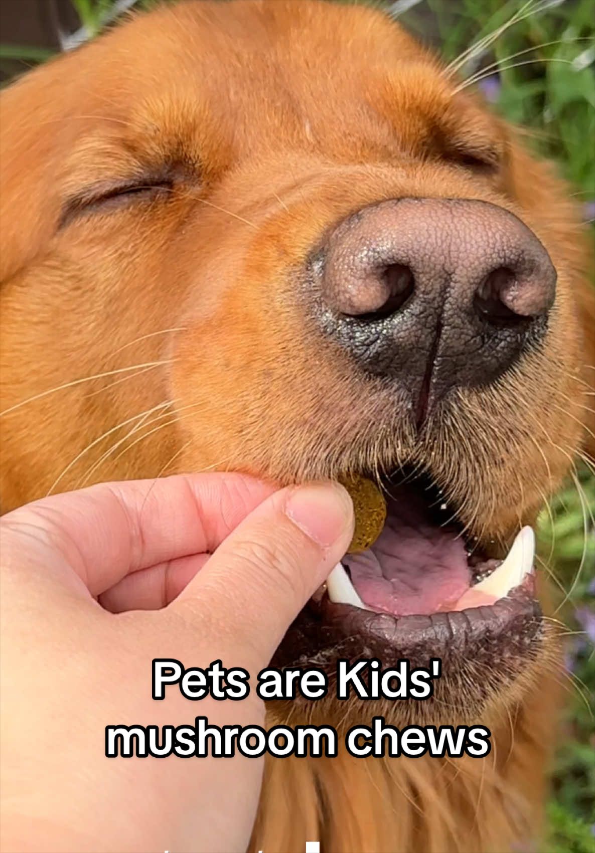 @Winston the Golden Pup 🍯