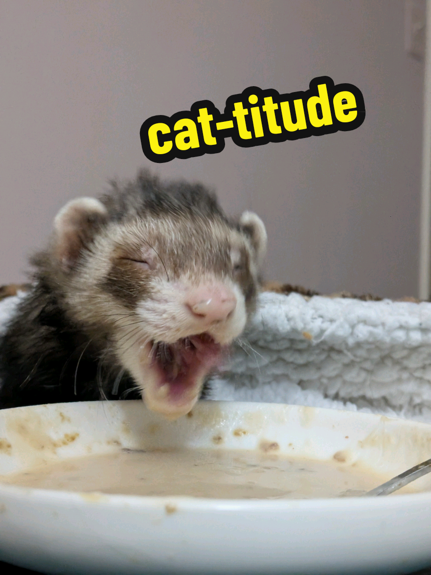 @Chaos Critters